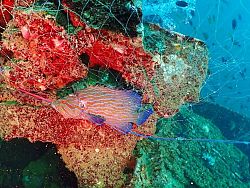นักดำน้ำพบซากอวนติดแนวปะการังจุดเรือจม ครั้งที่สองในรอบเดือน ทรภ.3 วางแผนกู้วันนี้