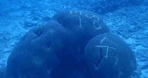 รูปปะการังที่ถูกถ่ายโดยนักดำน้ำ ที่ก่อความกังวลให้กับคนในพื้นที่