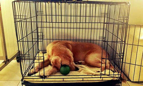 สุนัขชอบใช้เวลาพักผ่อนนอนหลับอยู่ในพื้นที่ส่วนตัว สะดวกสบาย และปลอดภัย