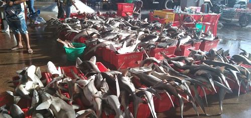 ฉลามหูดำวางขายในตลาดปลาเกาะสิเหร่ ขอบคุณภาพจากผู้อ่านข่าวภูเก็ต