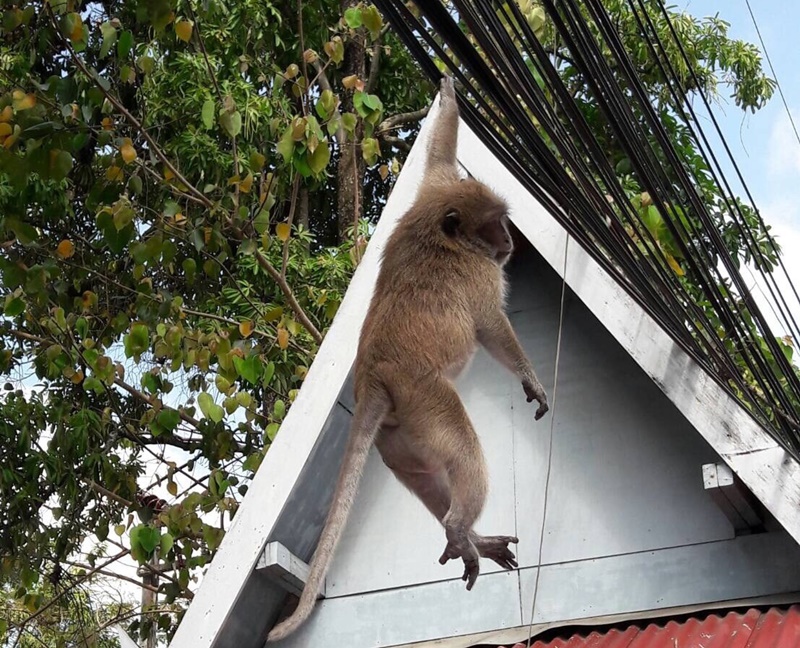 จนท. ยิงยาสลบลิงเเสม พลัดหลงในศาลากลางจังหวัดภูเก็ต
