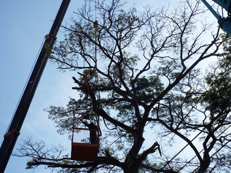 แจ้งเตือนตัดกิ่งไม้บริเวณหน้าโรงเรียนสตรีภูเก็ต ภาพ เอกภพ ทองทับ