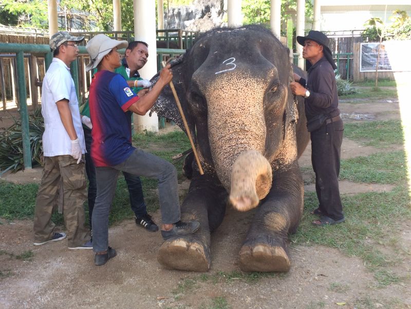 เจ้าหน้าที่กำลังการปฏิบัติงานเก็บตัวอย่างเลือดช้างในพื้นที่จังหวัดภูเก็ต