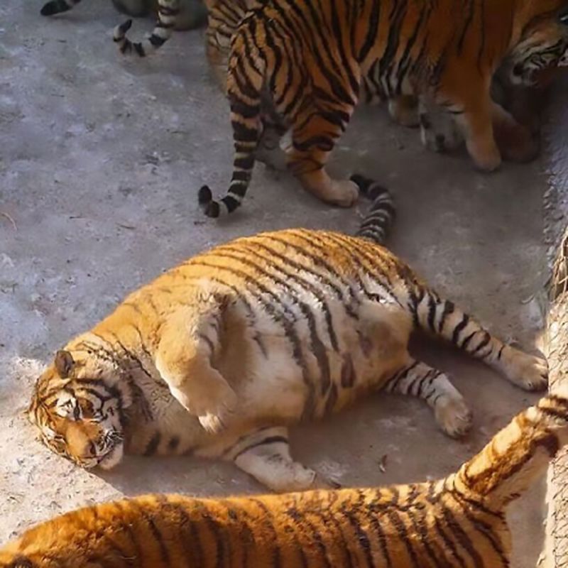 เสือตุ้ยนุ้ย ผู้เชี่ยวชาญเป็นห่วงเสือไซบีเรียนที่ฮาร์บินอ้วนเกิน