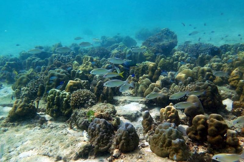 น่าชื่นชม! 23 ปี ทุ่มฟื้นฟูปะการัง เกาะไม้ท่อนเห็นผลแล้ว