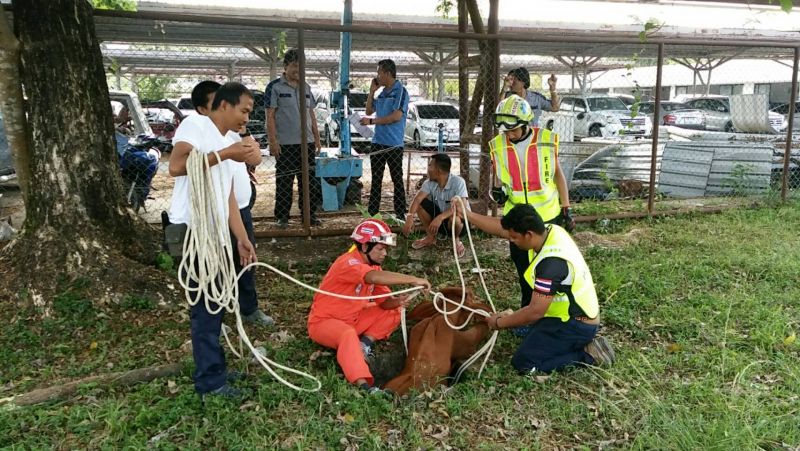 ลุ้นระทึก ลูกวัวตกบ่อน้ำเก่า กู้ภัยรุดช่วยชีวิต