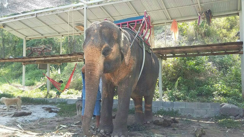 ช้างพังน้ำเพชรที่ถูกพบในปางช้างจังหวัดภูเก็ต ภาพ เอกภพ ทองทับ