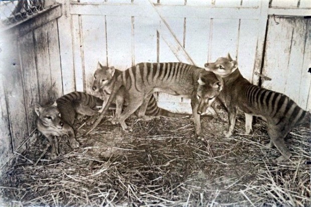 ออสซี่เอาจริงตามล่าเสือทัสมาเนีย หลังสูญพันธุ์กว่า 80 ปี