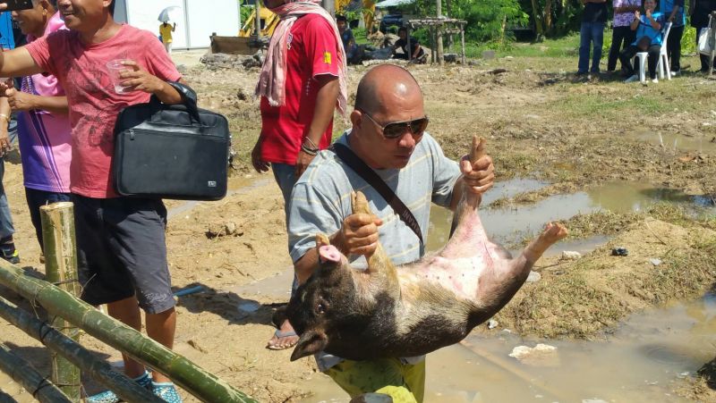 ทต.ฉลองจัดแข่งจับหมูสานสัมพันธ์