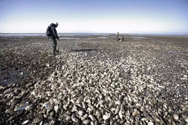 หอยนางรมล้นหาดเดนมาร์ก หญิงจีนอาสาระดมเพื่อนช่วยเก็บกิน กว่า 200 กก.