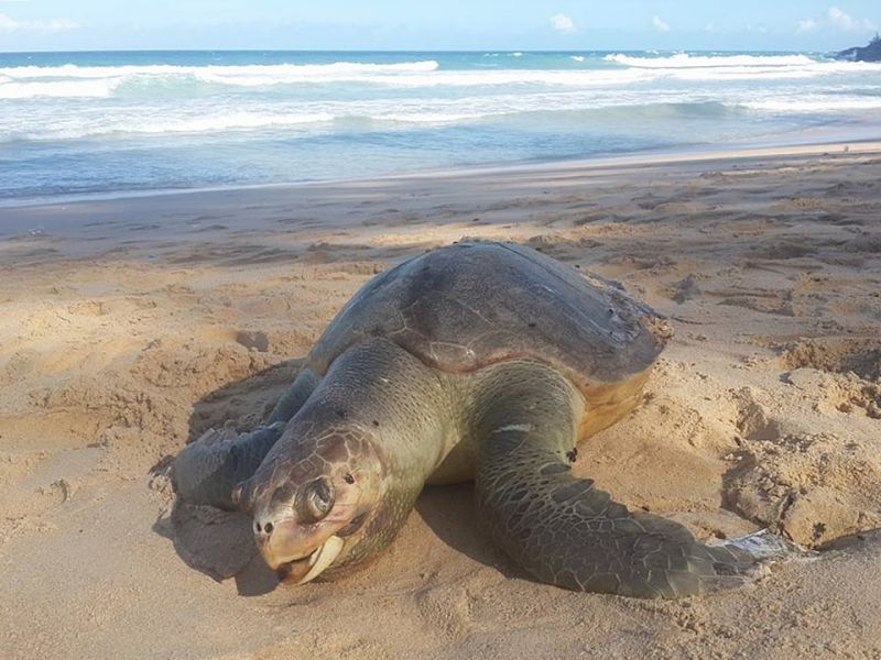 พบซากเต่าหญ้าขนาดใหญ่ถูกคลื่นซัดเกยหาดสุรินทร์ คาดถูกใบพัดเรือ