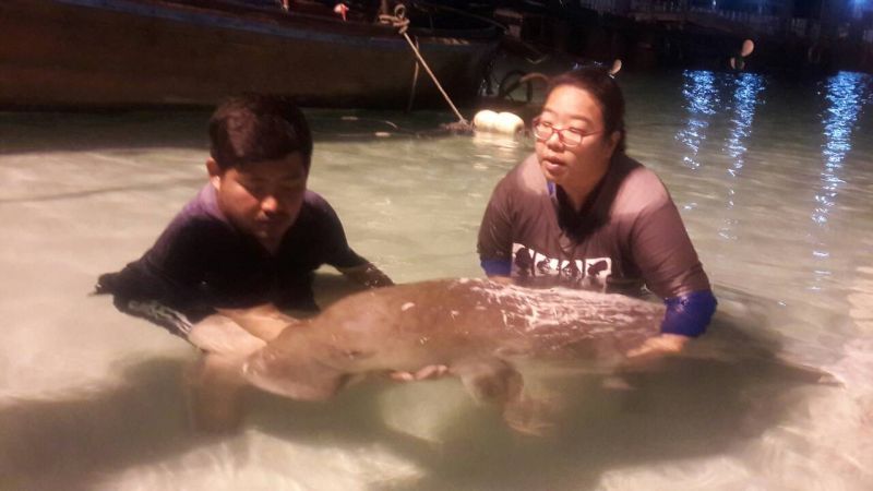 สุดยื้อ พะยูนบาดเจ็บเกยตื้นเกาะพีพี จนท.เร่งช่วยเหลือแต่สิ้นใจตายในที่สุด