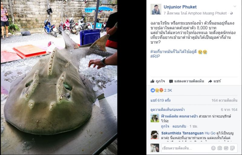 หนุ่มสุดทน! พบฉลามโรนินขายกลางตลาดสดภูเก็ต อ.ธรณ์บ่นเสียดาย ย้ำเสนอเป็นสัตว์คุ้มครองปี 59 แต่เรื่องยังเงียบ