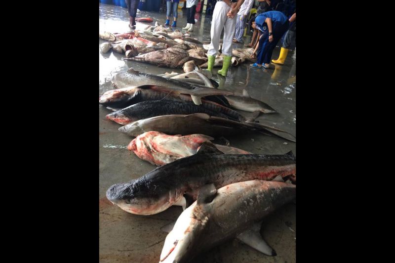 หนุ่มนักดำน้ำช้ำใจโพสต์ภาพฉลามหายาก ถูกเรือประมงจับส่งแพปลาภูเก็ต
