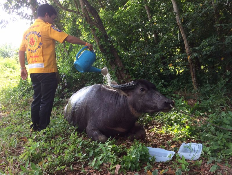 เจ้าหน้าที่ได้ช่วยกันเคลื่อนย้ายควายที่บาดเจ็บไปยังที่ปลอดภัย