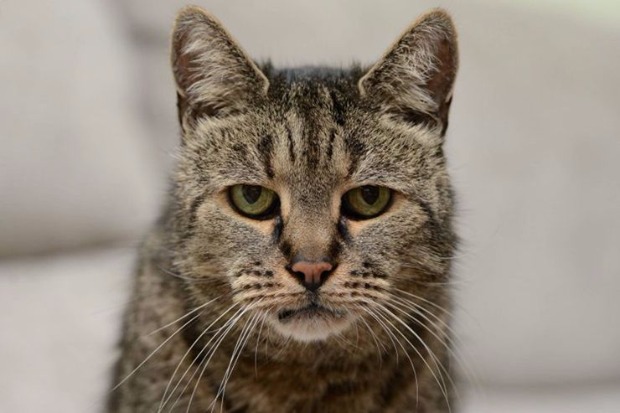 แฟนแมวเศร้า…แมวอายุมากที่สุดในโลกตายแล้ว ด้วยอายุ 32 ปี