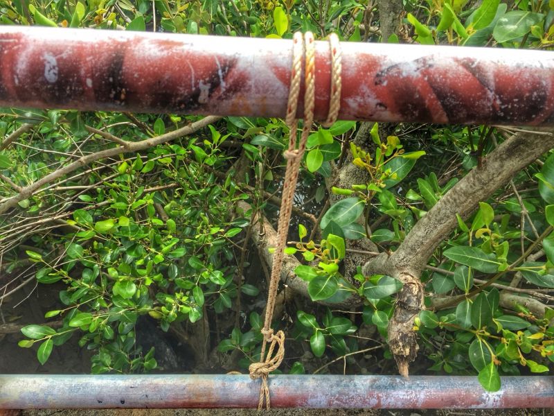 พบหนุ่มผูกคอตายลาโลกบนราวสะพานเลาะป่าโกงกาง คาดเสียชีวิตมาแล้วไม่ต่ำว่า 7 วัน