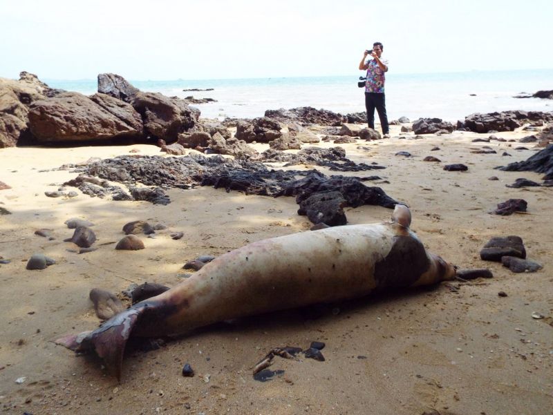 พบซากพะยูนเกยหาดแหลมหงา อวัยวะบางส่วนหายไป รอผู้เชี่ยวชาญผ่าพิสูจน์