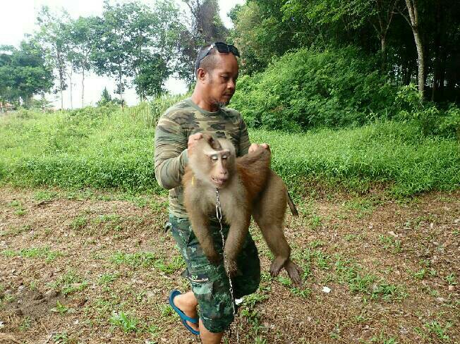 รวบลิงกังพลัดหลงเข้าบ้านชาวต่างชาติ