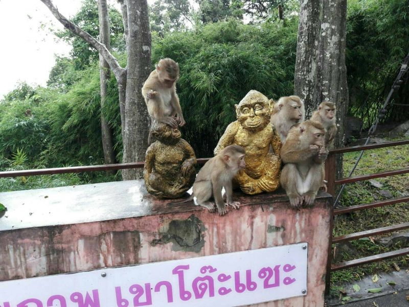 ภูเก็ตผุดไอเดียย้ายลิงแสมไปไว้บนเกาะบริวาร