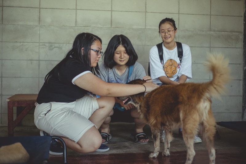 ภาพ มูลนิธิเพื่อสุนัขในซอย