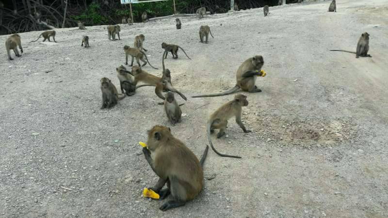 ภาพ ศูนย์ศึกษาธรรมชาติและสัตว์ป่าเขาพระแทว