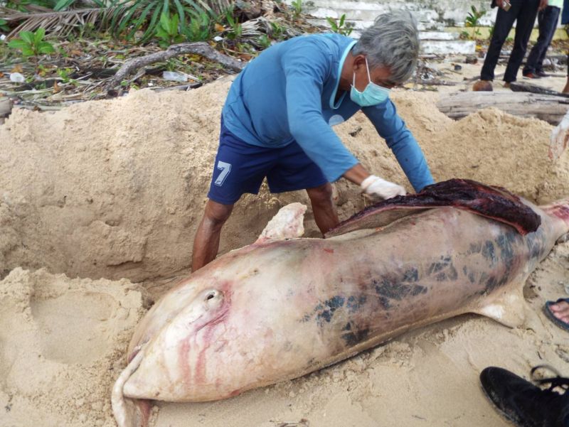 พบซากโลมาถูกคลื่นซัดเข้าฝั่งชายหาดสุรินทร์