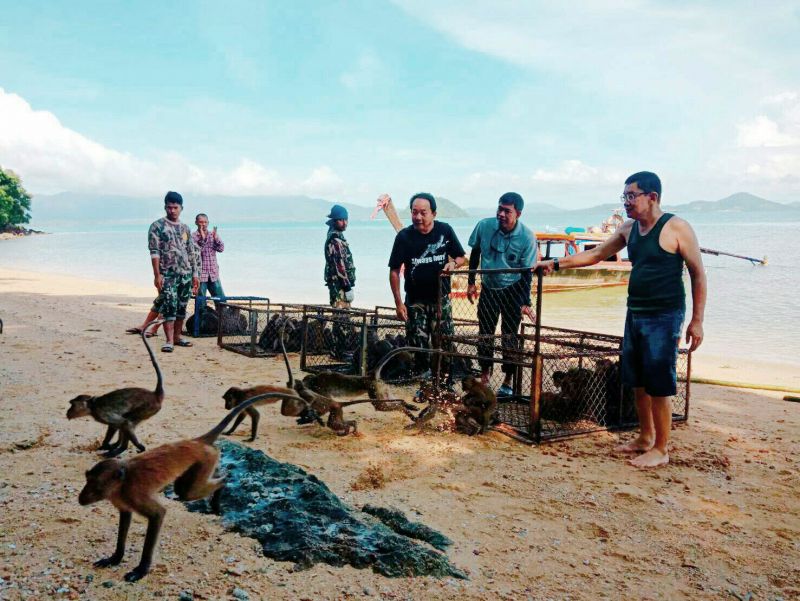 ส่งลิงสู่เกาะ ปิดจ็อบลิงรำคาญ ก่อนดำเนินการทำหมันลิงในสถานที่ท่องเที่ยวต่อไป