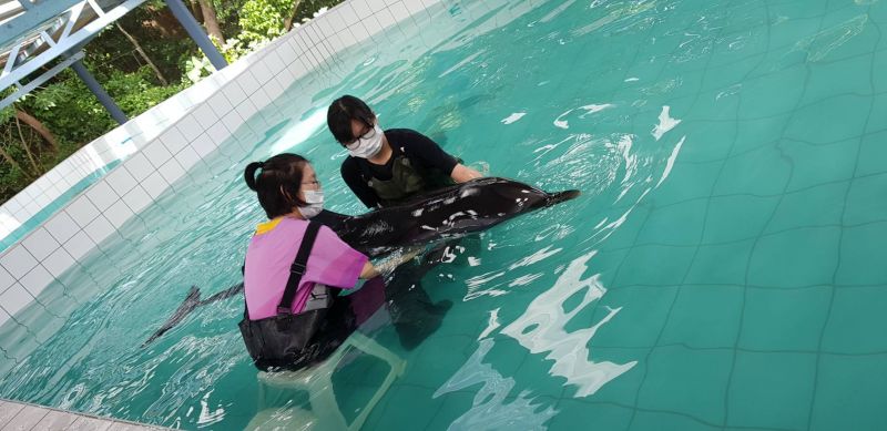 พบโลมาลายแถบถูกคลื่นซัดเกยตื้นที่หาดคลองสน เกาะยาวใหญ่ นำตัวมารักษาที่ภูเก็ต