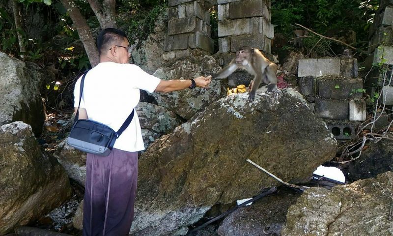 ส่งเสบียงลิงเกาะปายู ติดตามพฤติกรรมการใช้ชีวิตในธรรมชาติ