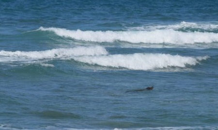 ภูเก็ตกดดันจระเข้หนักหลังพบโผล่หาดไตรตรังเช้าวันนี้