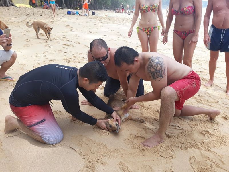 คลื่นภูเก็ตแรงไม่หยุด ล่าสุดพรากชีวิตเจ้าหมาน้อยที่หาดในทอน