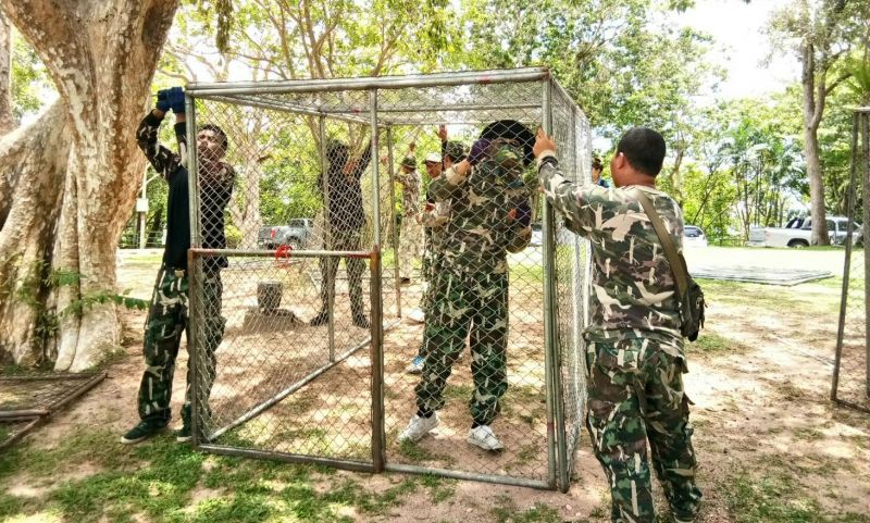 Monkey Season 2 begins! ตั้งเป้าทำหมันลิง 250 ตัว