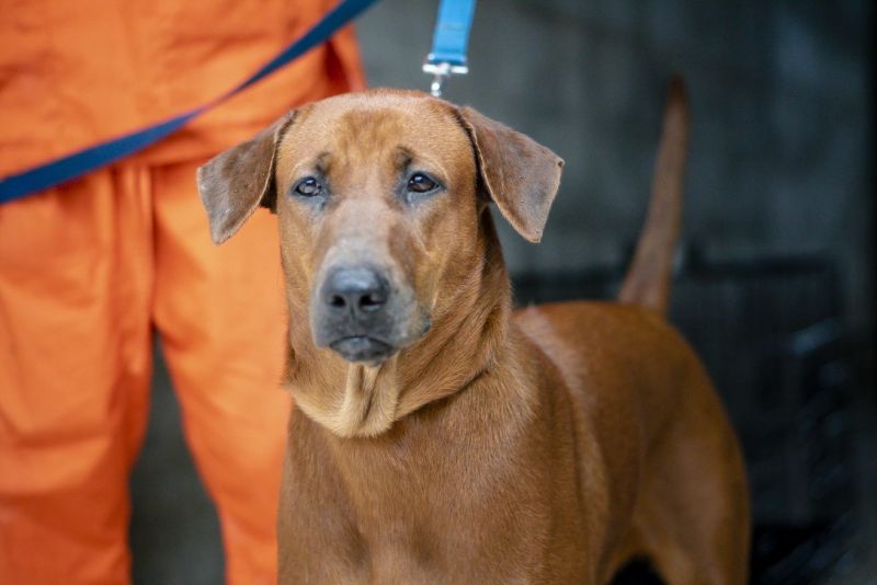 'ไชโย' น้องหมาตัวที่ 250,000 ที่ได้รับการทำหมัน ภาพ มูลนิธิเพื่อสุนัขในซอย