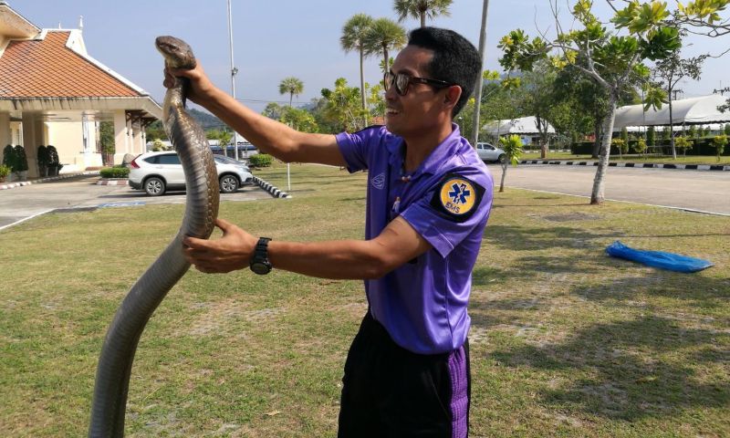 นายสุธีสาธิตการจับงู ขอบคุณภาพจาก กู้ภัยอ่าวนาง