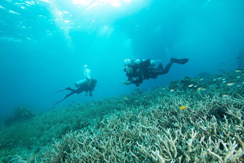 ภัยร้ายจาก ครีมกันแดด นักวิจัยเร่งสร้างความตระหนัก อีกสาเหตุปะการังภูเก็ตต้องตาย