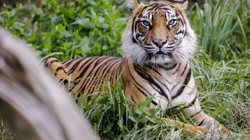 เสือโคร่งสุมาตราเพศเมียถูกตัวผู้ขย้ำตายอนาถ หลังสวนสัตว์ในลอนดอนตั้งเป้าผสมพันธุ์