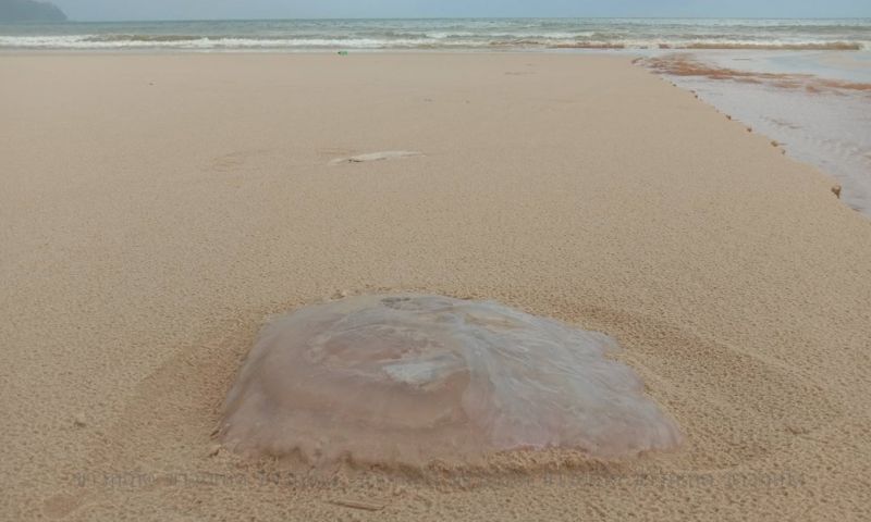 แมงกะพรุนที่พบบริเวณชายหาดบางเทาเมื่อช่วงสุดสัปดาห์ ภาพ เอกภพ ทองทับ