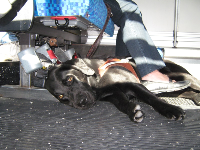 สุนัขบริการเคียงข้างเจ้าของบนรถบัส ภาพ Richard Masoner Cyclelicious/Flickr