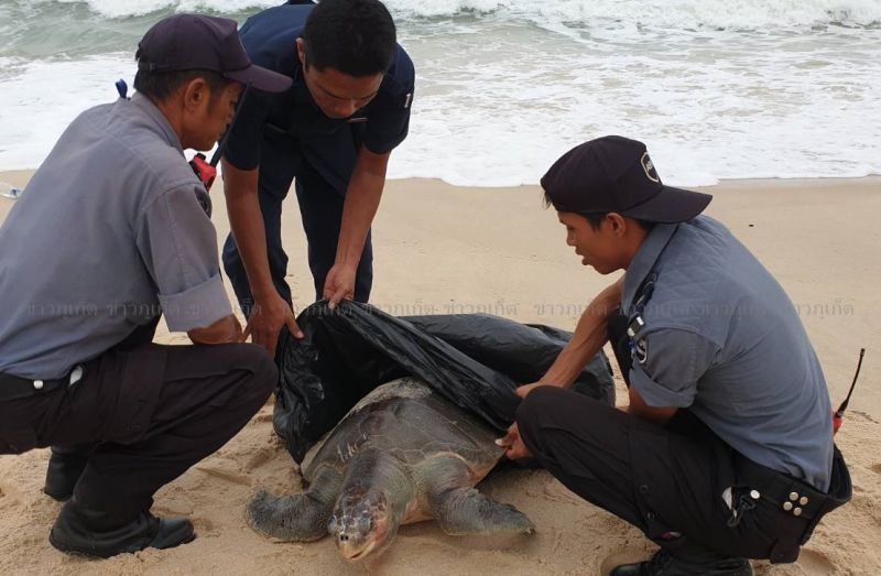 รปภ.หนุ่มส่องไฟเดินสำรวจโรงแรมเช้ามืด สลดพบซากเต่าตายลอยทะเล
