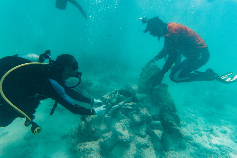 เหล่าปะการังวัยเยาว์ได้รับการปกป้องให้ปลอดภัยจากคลื่นใหญ่ใต้ท้องทะเล / ภาพ: Juan Leonel