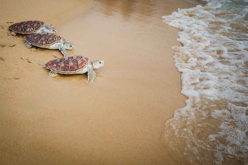 มูลนิธิเพื่อการอนุรักษ์เต่าทะเล หาดไม้ขาว เตรียมจัด “ปล่อยเต่าทะเลคืนสู่ธรรมชาติ ครั้งที่ 10”