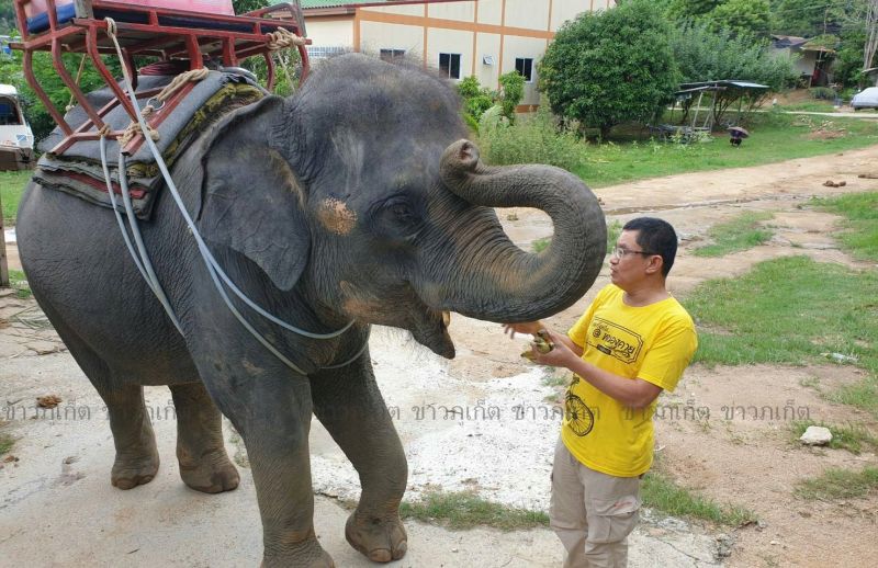 เยี่ยม ‘พังน้ำฝน’ ช้างของกลางปี 56 แข็งแรงดี คดียังไม่สิ้นสุด