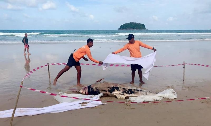 พบซากโลมาปากขวดพลาสติกพันรอบปาก คลื่นซัดเกยหาดกะตะ