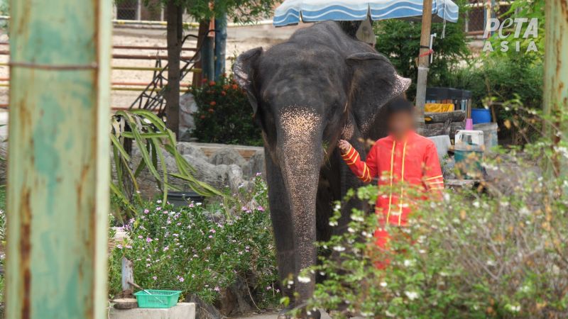 Ctrip ตัดสัมพันธ์สวนสัตว์ไทย หลังถูก PETA ตรวจสอบ ภาพ PETA