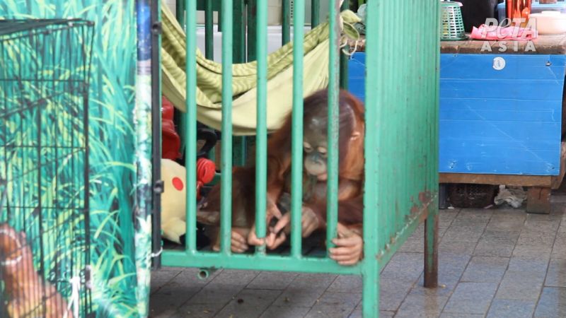Ctrip ตัดสัมพันธ์สวนสัตว์ไทย หลังถูก PETA ตรวจสอบ ภาพ PETA