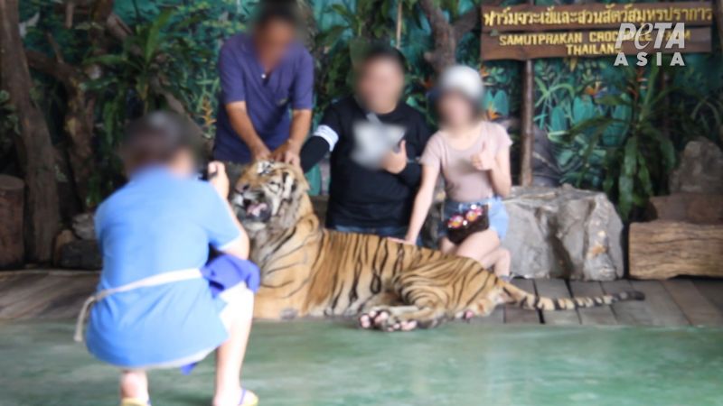 Ctrip ตัดสัมพันธ์สวนสัตว์ไทย หลังถูก PETA ตรวจสอบ ภาพ PETA