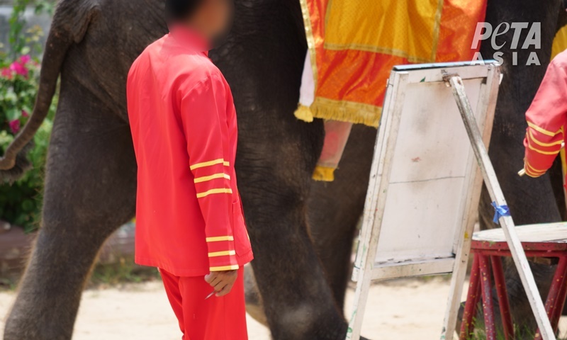 Ctrip ตัดสัมพันธ์สวนสัตว์ไทย หลังถูก PETA ตรวจสอบ
