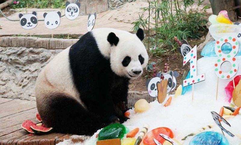 สวนสัตว์เชียงใหม่รอจีนร่วมชันสูตร 'ช่วงช่วง' ไม่พบสัญญาณป่วยก่อนตาย