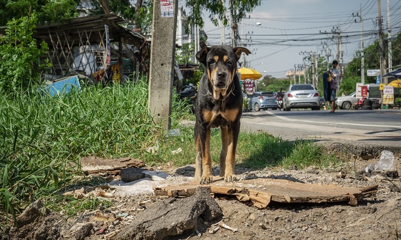 มูลนิธิเพื่อสุนัขในซอยขอให้กรมปศุสัตว์ทบทวนกรณี “ขึ้นทะเบียนสัตว์เลี้ยง”